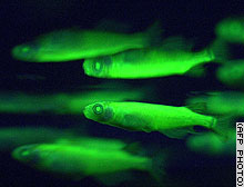 Green Glowing Fish